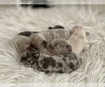 Small #8 Breeder Profile image