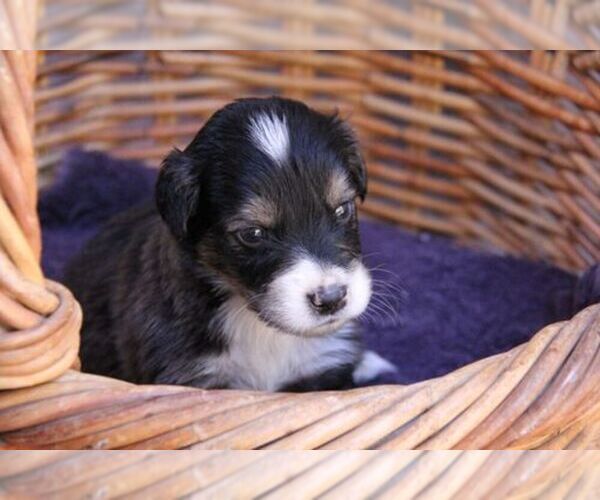 Medium Photo #1  Breeder Profile in LACEY, WA, USA