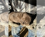 Small #6 Breeder Profile image