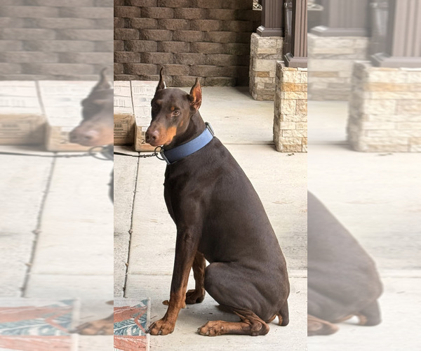 Medium Photo #6  Breeder Profile in HUNTSVILLE, AL, USA