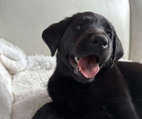Medium Photo #2  Breeder Profile in THRALI, WA, USA
