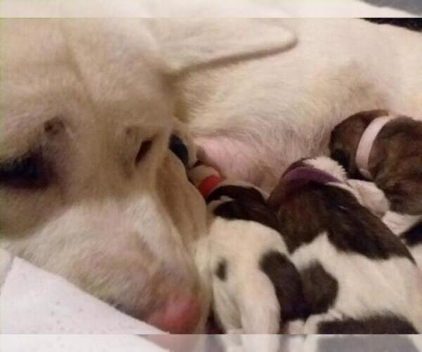 Medium Photo #1  Breeder Profile in HUTCHINSON, MN, USA