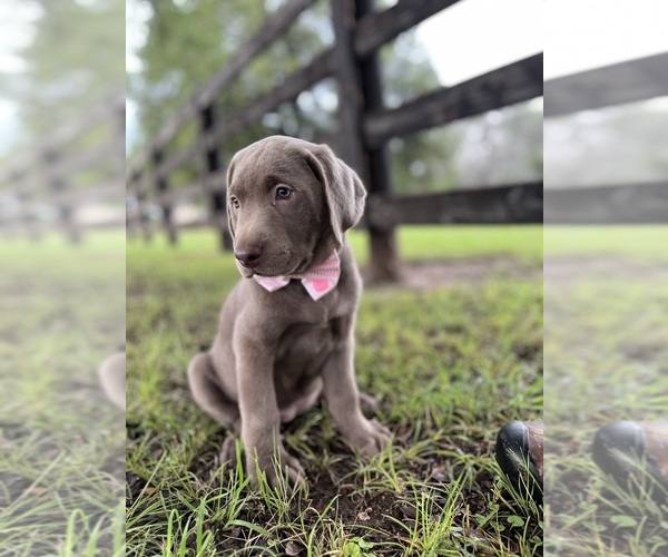 Medium Photo #23  Breeder Profile in MORGAN, TX, USA