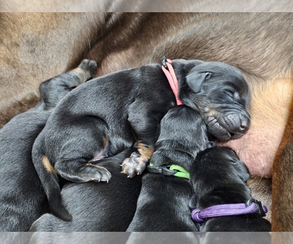 Medium Photo #8  Breeder Profile in ALLIANCE, OH, USA
