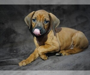 Rhodesian Ridgeback Dog Breeder near ONEIDA, TN, USA