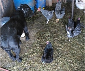 Cane Corso Dog Breeder near ABERDEEN, ID, USA