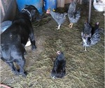 Small breeder photo