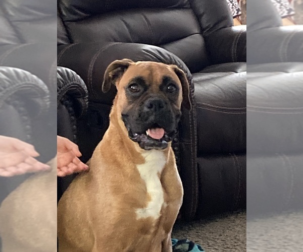 Medium Photo #1  Breeder Profile in HARRISON, AR, USA