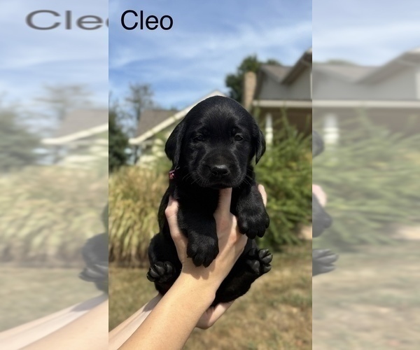Medium Photo #10  Breeder Profile in FREDERICKSBG, OH, USA
