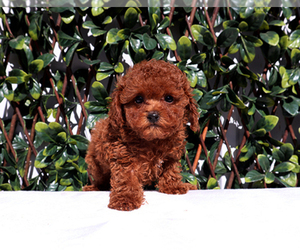 Poodle (Toy) Dog Breeder near LOS ANGELES, CA, USA