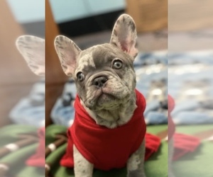 French Bulldog Dog Breeder near INMAN, SC, USA