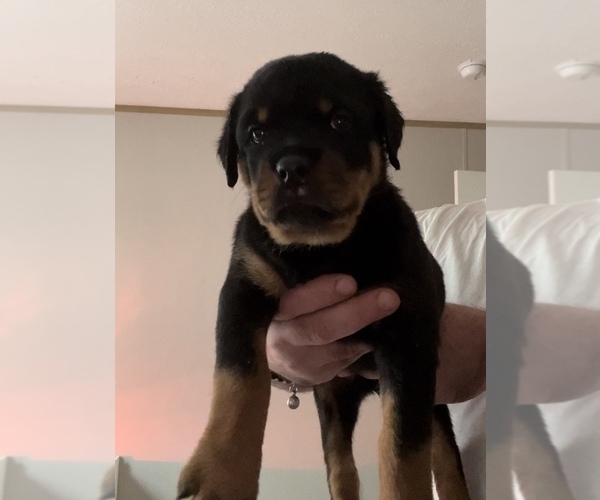 Medium Photo #1  Breeder Profile in CLEVELAND, GA, USA