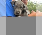 Small Photo #5  Breeder Profile in WALNUT GROVE, MO, USA