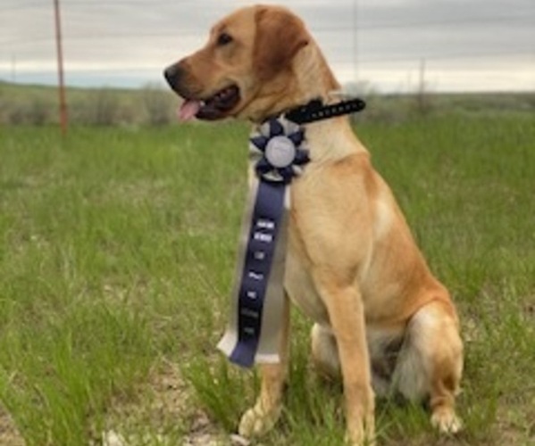 Medium Photo #1  Breeder Profile in RONAN, MT, USA