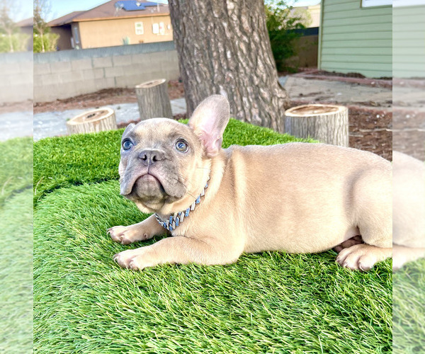 Medium Photo #2  Breeder Profile in BURBANK, CA, USA