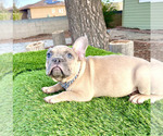 Small #1 Breeder Profile image