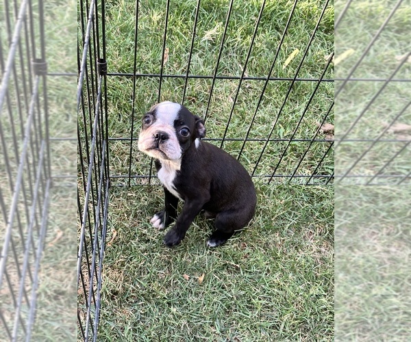 Medium Photo #1  Breeder Profile in STOCKTON, CA, USA