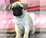 Small #19 Breeder Profile image
