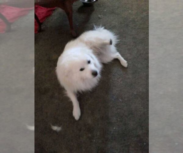 Medium Photo #1  Breeder Profile in GALESBURG, IL, USA