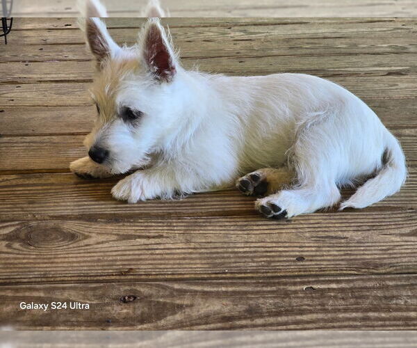 Medium Photo #3  Breeder Profile in TALLASSEE, AL, USA