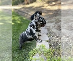 Small breeder photo