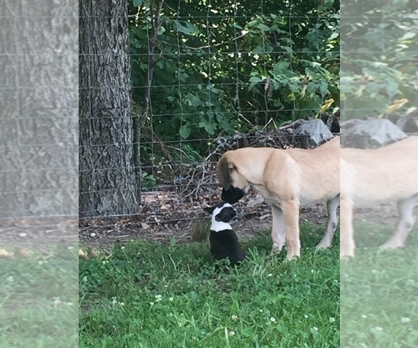Medium Photo #28  Breeder Profile in PARKERS LAKE, KY, USA