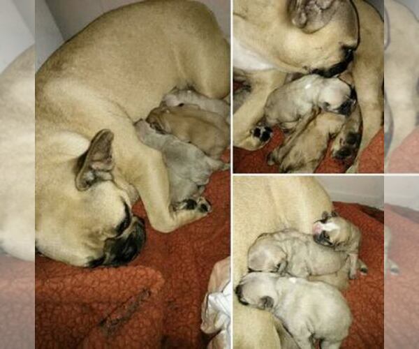 Medium Photo #1  Breeder Profile in NEW WAVERLY, TX, USA