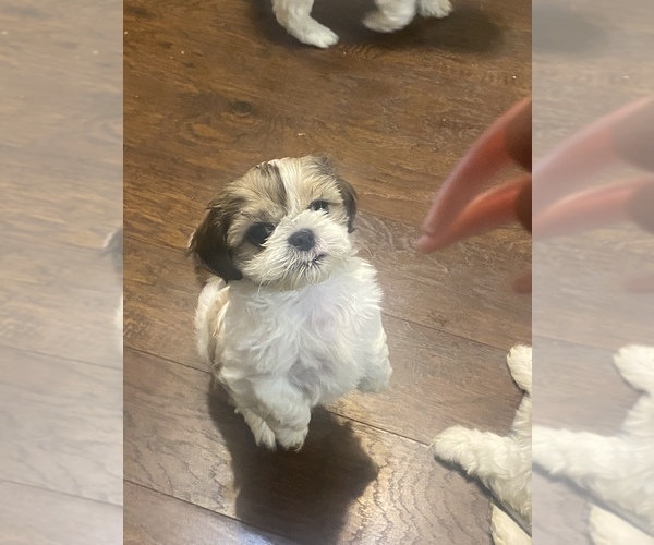 Medium Photo #1  Breeder Profile in SHENANDOAH, TX, USA