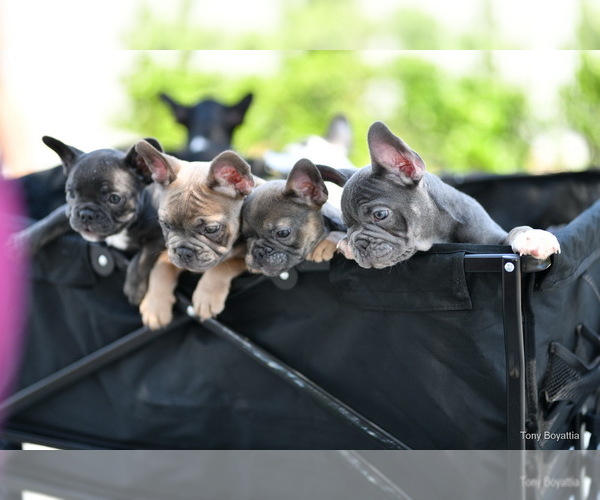 Medium Photo #1  Breeder Profile in DALLAS, TX, USA