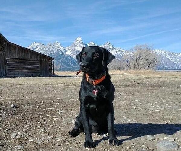 Medium Photo #1  Breeder Profile in POWELL, WY, USA