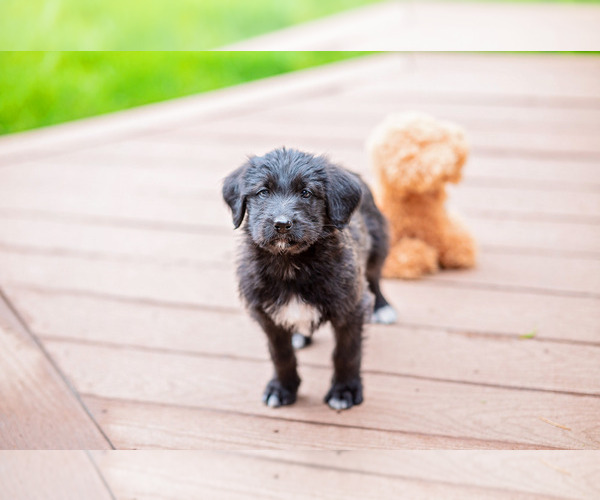 Medium Photo #1  Breeder Profile in BIG BOW, KS, USA