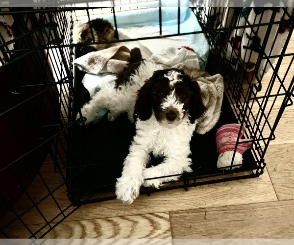 Medium Photo #8  Breeder Profile in NEWMARKET, NH, USA