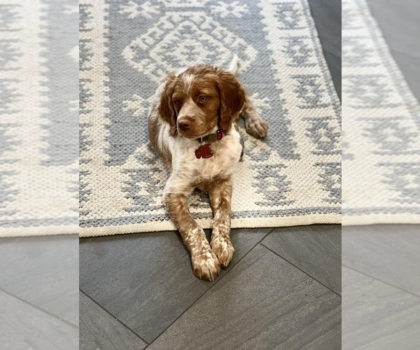 Medium Photo #149  Breeder Profile in HORTENSE, GA, USA