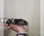 Small #6 Breeder Profile image