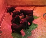 Small #3 Breeder Profile image