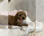 Small #6 Breeder Profile image