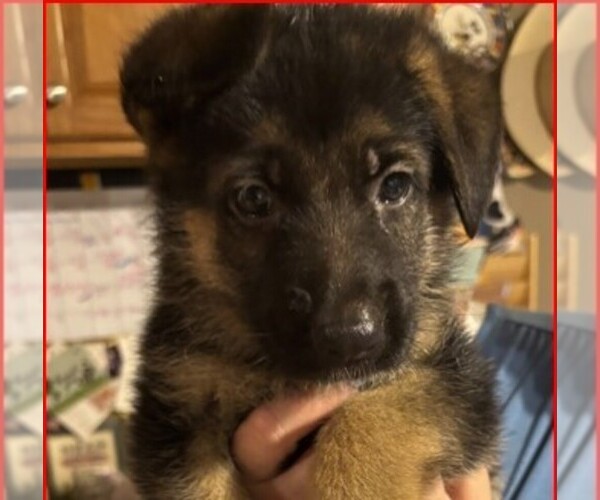 Medium Photo #4  Breeder Profile in NEWNAN, GA, USA