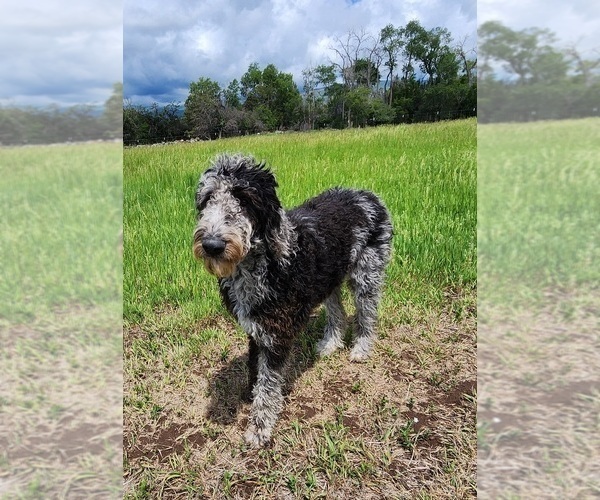 Medium Photo #2  Breeder Profile in CEDAREDGE, CO, USA