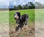 Small #1 Breeder Profile image