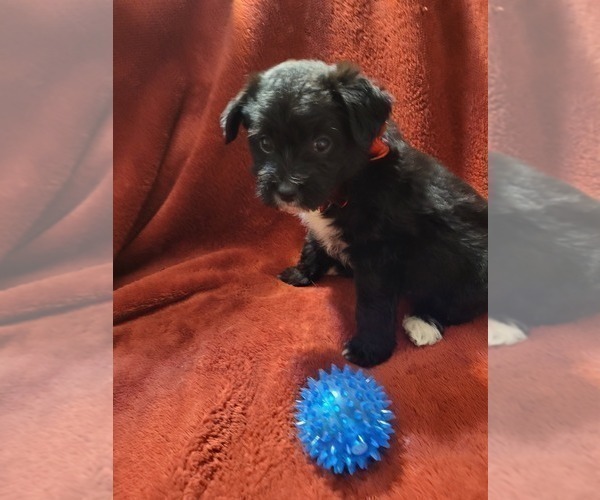 Medium Photo #10  Breeder Profile in AKRON, OH, USA