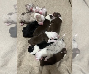 Australian Shepherd Dog Breeder near WINFIELD, IA, USA