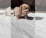 Small #12 Breeder Profile image