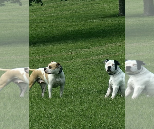 Medium Photo #2  Breeder Profile in MARYVILLE, MO, USA