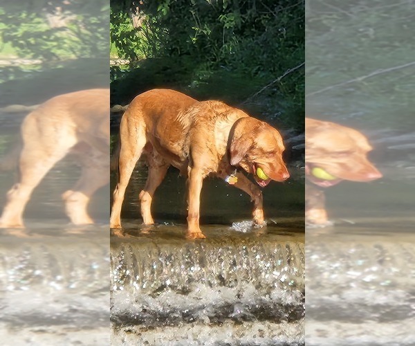 Medium Photo #25  Breeder Profile in BUFFALO, NY, USA