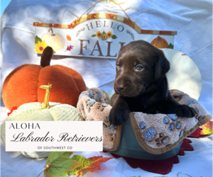 Labrador Retriever Dog Breeder near CORTEZ, CO, USA