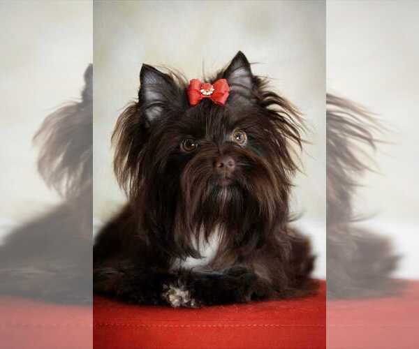 Medium Photo #5  Breeder Profile in TEMPE, AZ, USA