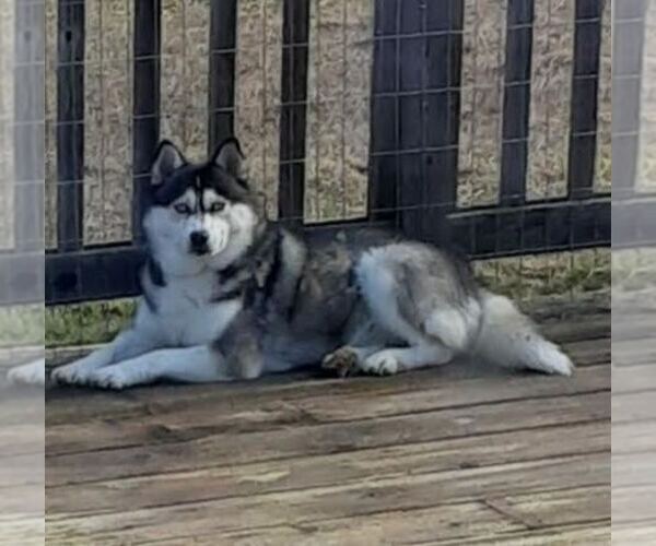 Medium Photo #1  Breeder Profile in SEQUIM, WA, USA