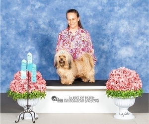 Russian Tsvetnaya Bolonka Dog Breeder near WEST PLAINS, MO, USA