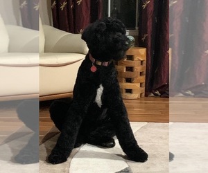 Bernedoodle (Miniature) Dog Breeder near BURKESVILLE, KY, USA