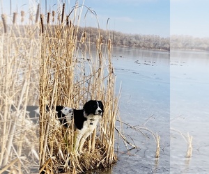 Main photo of English Springer Spaniel Dog Breeder near BUFFALO, MN, USA